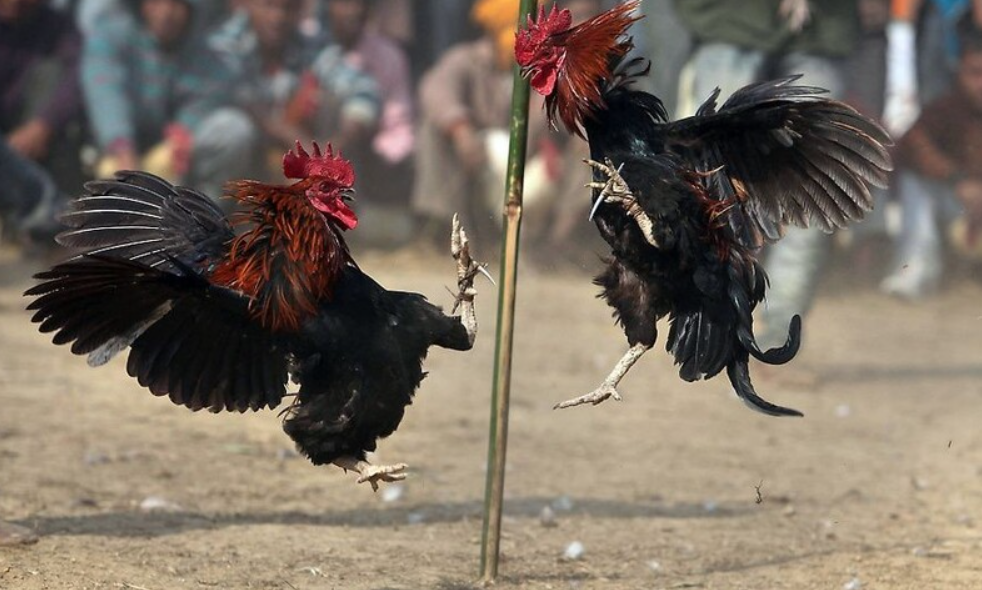 Hướng dẫn quy trình tham gia đá gà CPC1 nhanh chóng tại Daga99 