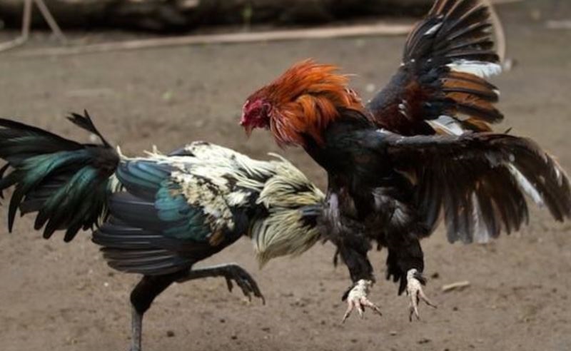 Tuyệt chiêu giúp anh em dễ thắng lớn khi tham gia đá gà CPC2