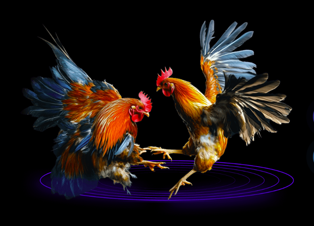 Một số câu hỏi về đá gà Thomo hôm nay phổ biến