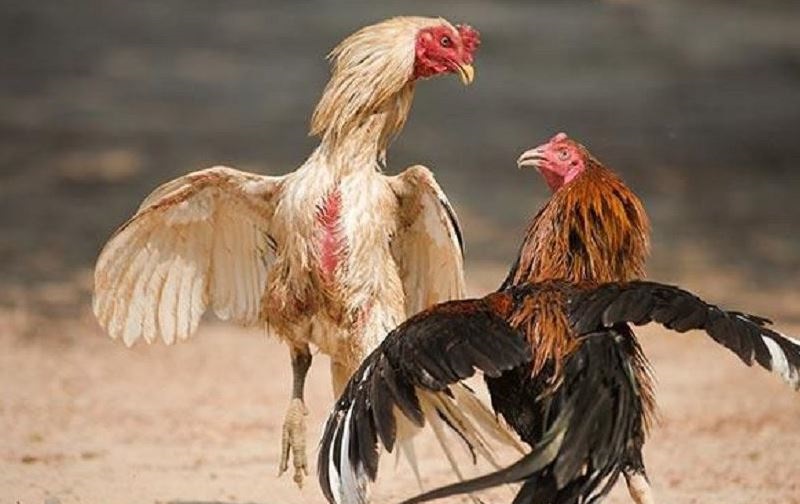 Hướng dẫn tham gia xem và đặt cược đá gà CPC2