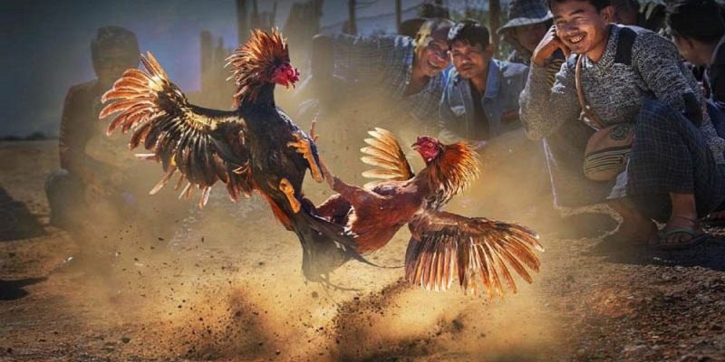 Đá gà tại trường CPC4 có nhiều ưu điểm vượt trội