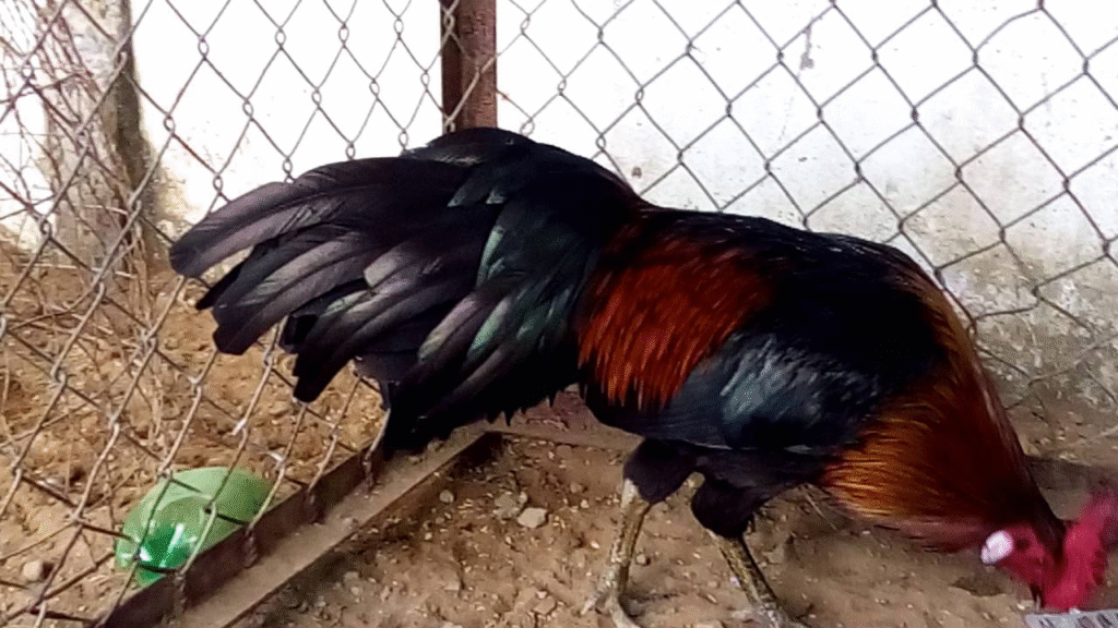 Thư hùng kê luôn là chiến kê gây tò mò và phấn khích