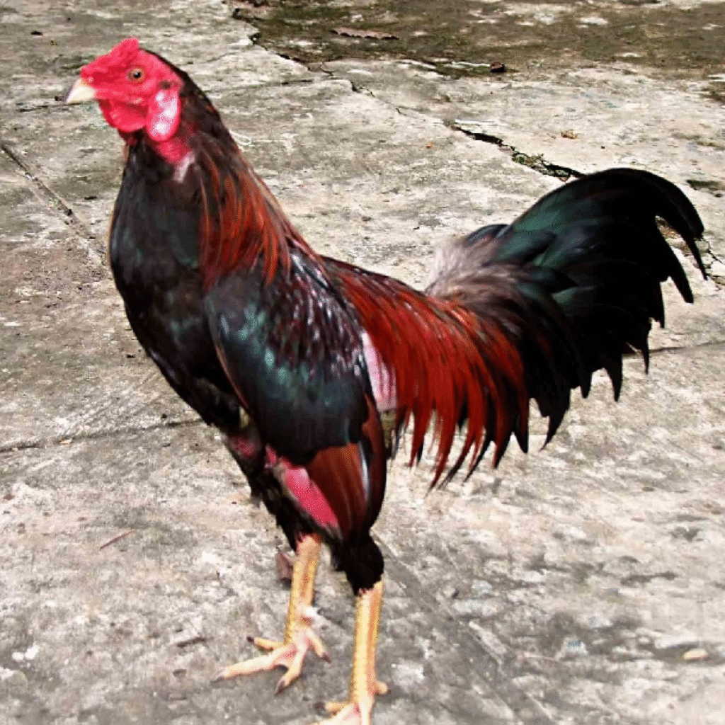 Các lưu ý quan trọng trong cách làm da gà chọi dày 