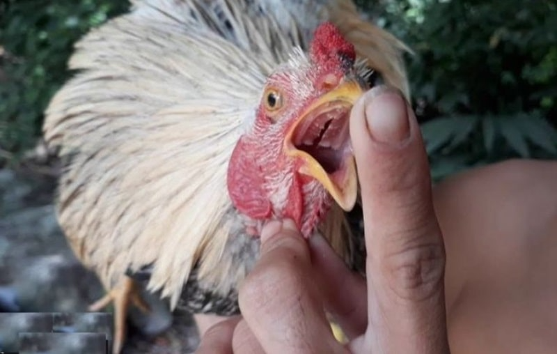 Gà đoản thiệt có tinh thần chiến đấu cao trong các trận 