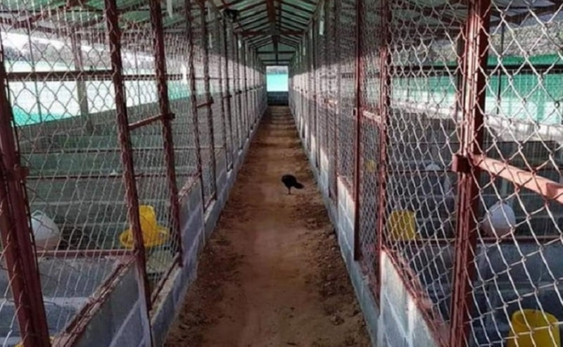 Một số lưu ý khi chăm sóc gà chọi hỏng mỏ dưới