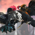 Chọn gà đá cựa sắt thông qua lối đá