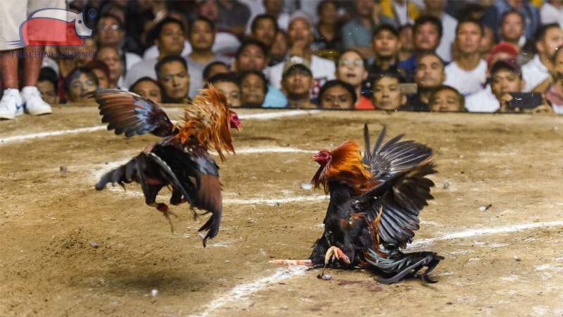 Chọn gà đá cựa sắt qua ngoại hình