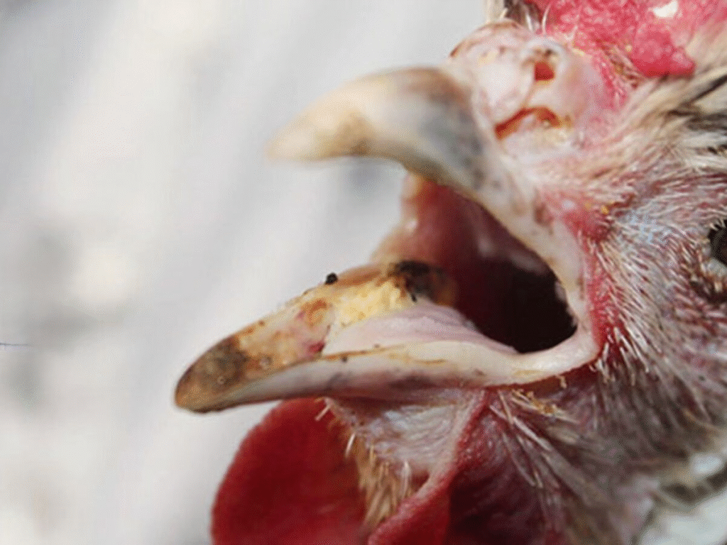 Bệnh hen ở gà chọi là gì? 