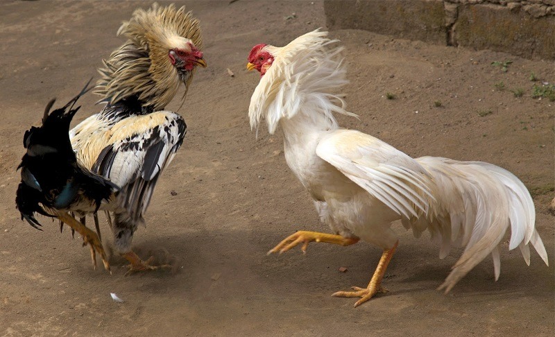 Áp dụng ngũ hành để biết gà bướm đá ngày nào tốt