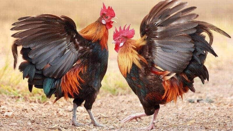 Khi phối màu lông gà cần lưu ý gì?