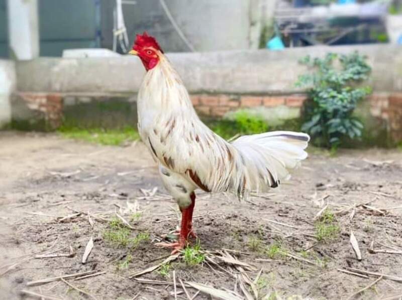 Gà bướm được nhiều người yêu thích