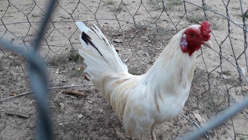 Gà bướm sở hữu ngoại hình thanh thoát