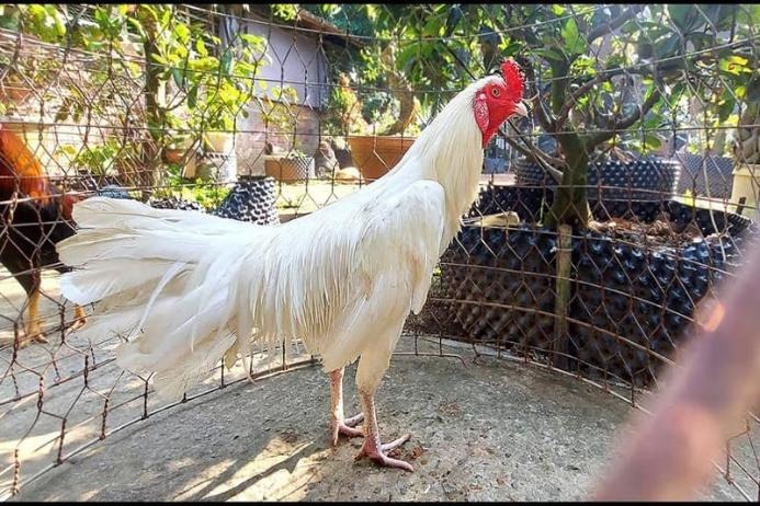 Môi trường nuôi ảnh hưởng lớn đến tinh thần của gà