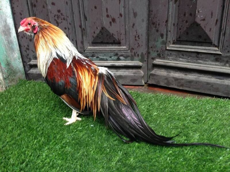 Gà chuối nổi tiếng là giống gà thông minh