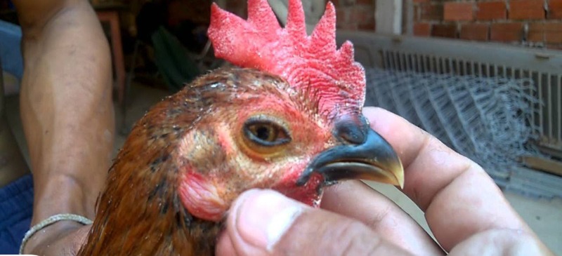 Cách trị gà đá bị khò khè được nhiều sư kê quan tâm