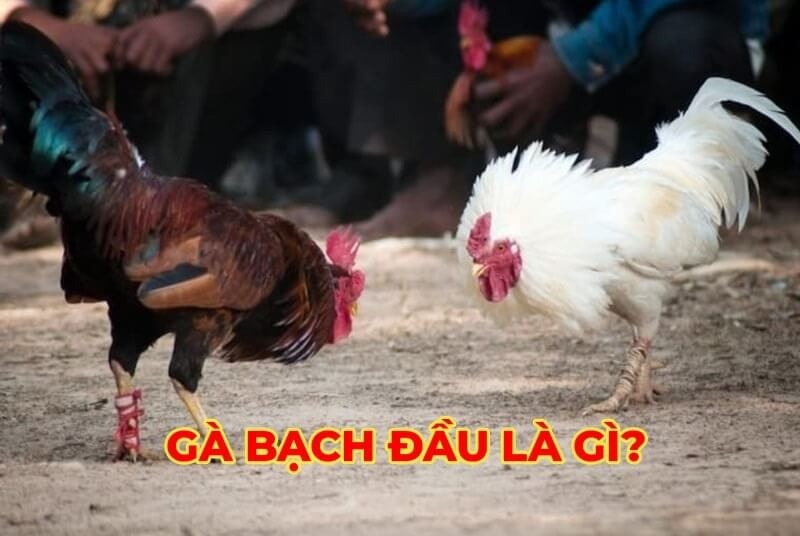 Gà bạch đầu - Chiến kê được đánh giá cao