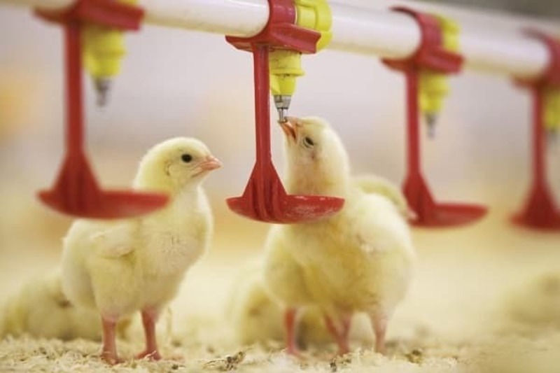 Có nhiều yếu tố dẫn đến gà ăn không tiêu