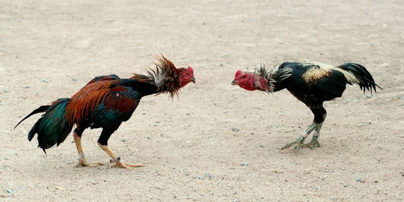 Một số công thức đổ gà đá phổ biến