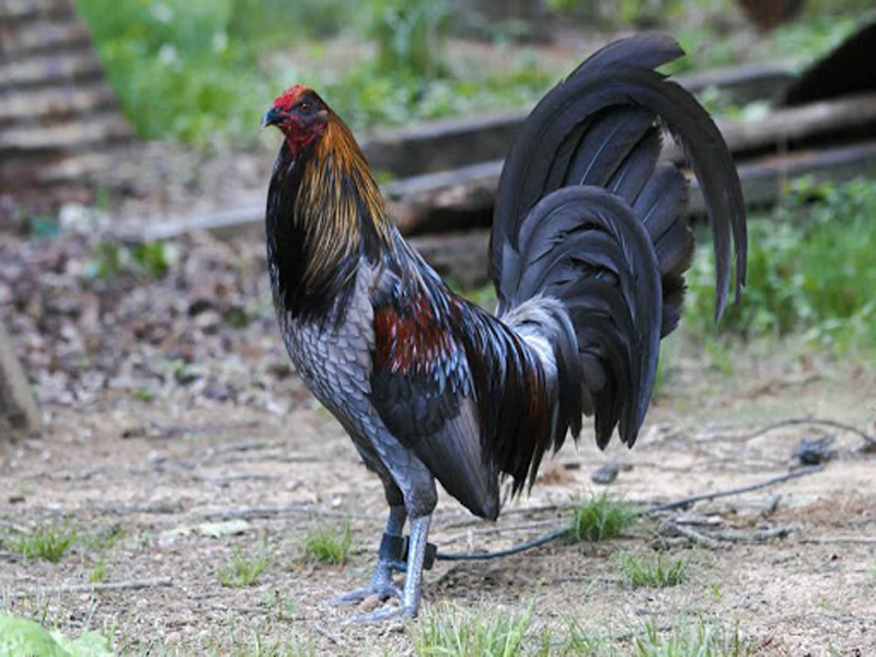 Nuôi gà đá Mỹ cựa sắt cần những gì?