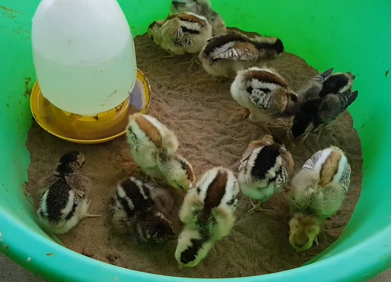 Nguồn dinh dưỡng quyết định sự phát triển của gà con