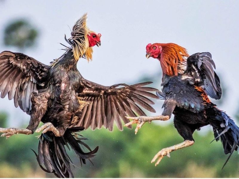Tham khảo cách ép cân gà chọi từ chuyên gia