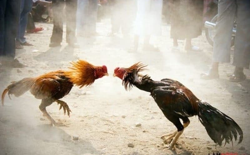 Trường đá gà Tonhon chuyên nghiệp, đẳng cấp