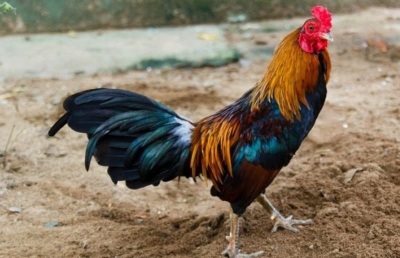 Cách xổ gà đá theo từng bước cụ thể