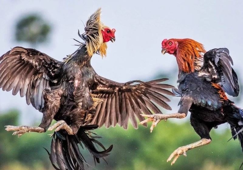 Giải thích khái niệm cách xổ gà đá là gì?