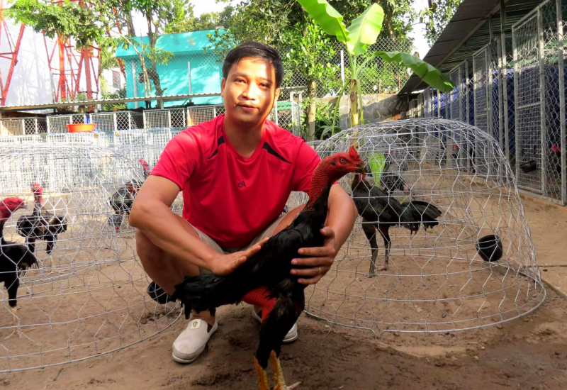 Thao tác bế gà đá đúng cách là như thế nào?