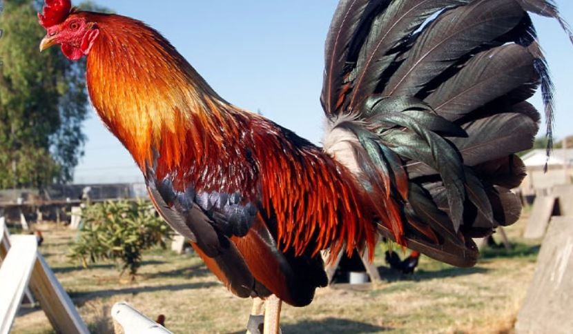 Tiết lộ phương pháp huấn luyện gà đá chuyên nghiệp 