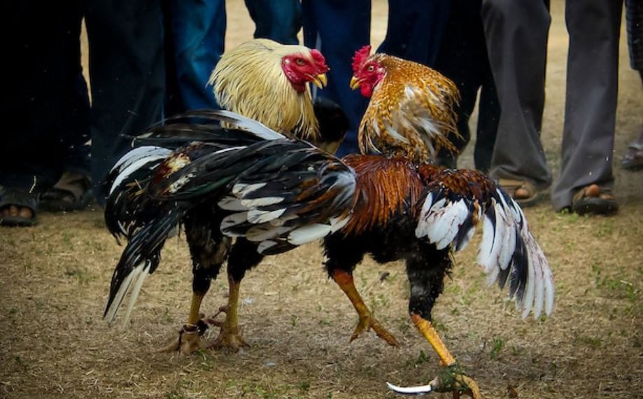 Anh em nên chọn giống gà có chân to dài vừa phải