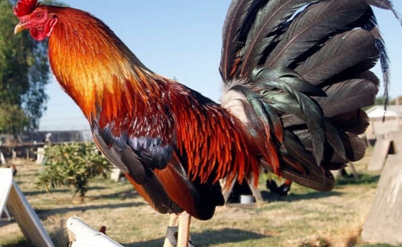 Tìm hiểu về nguồn thức ăn chính của gà chiến theo giai đoạn phát triển