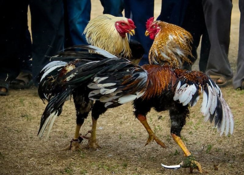 Anh em nên bổ sung thêm vitamin khi nuôi gà đá làm giàu