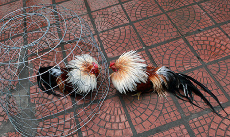 Chú ý chế độ luyện tập và chăm sóc