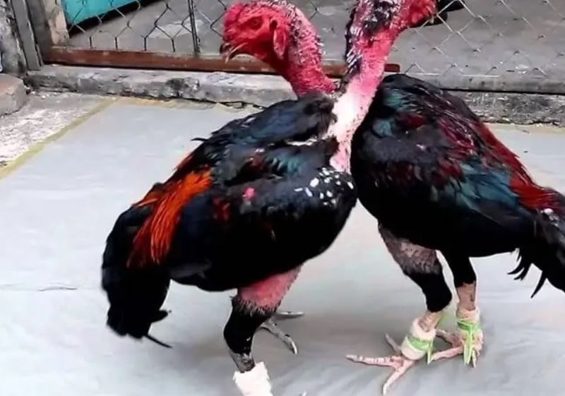 Hướng dẫn chọn giống chiến kê C1 siêu chuẩn