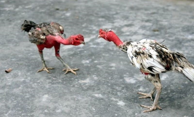 Tìm hiểu lịch luyện tập khi anh em nuôi gà chọi C1