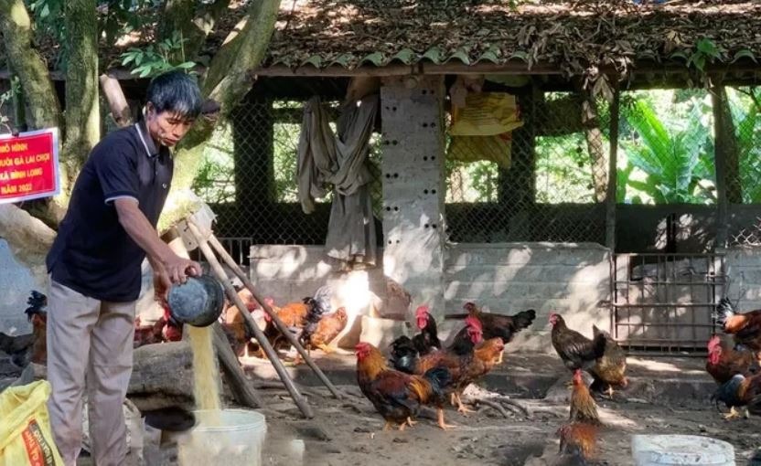 Cách huấn luyện gà khi lai gà chiến bạn nên biết