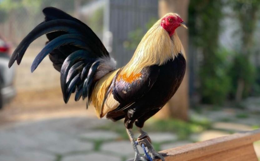 Tiết lộ bí quyết lai tạo gà thực tế từ sư kê chuyên nghiệp