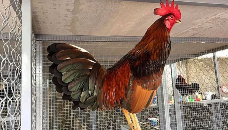 Cách chọn giống gà bố mẹ khi lai tạo gà đá