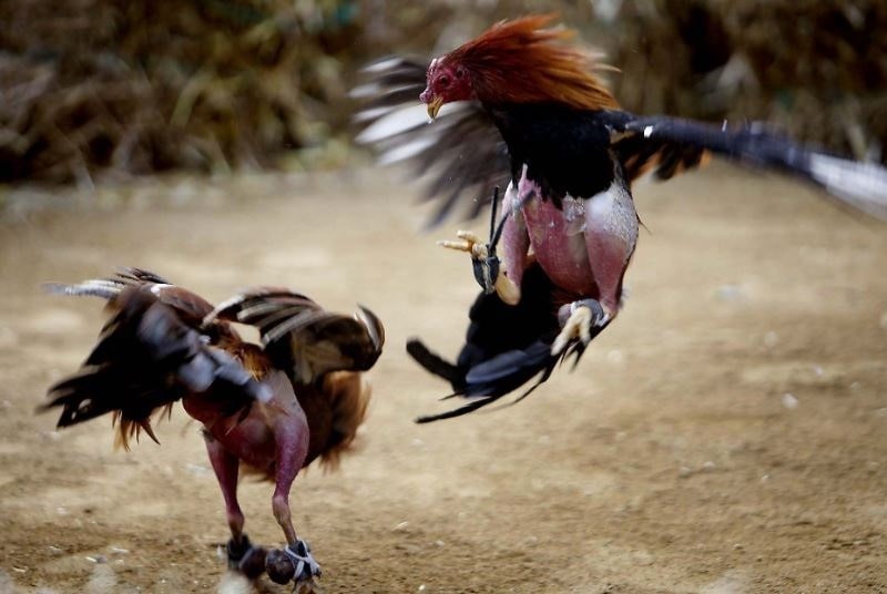 Tìm hiểu thông tin về đặc điểm của gà đá có lực tự nhiên